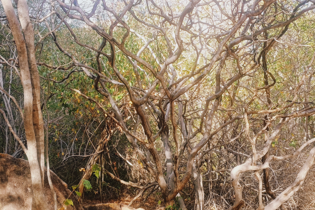 Serra da Capivara
